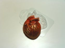 Anatomical heart - plastic mold