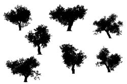 7 Silhouette of trees with leaves
