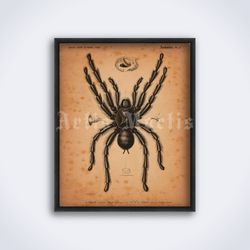 Tarantula spider vintage arachnid, natural history illustration, printable art, print, poster (Digital Download)