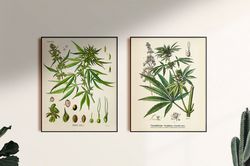 Cannabis, Marijuana, Hemp, Sativa, Weed. Botanical Vintage poster. Printable Wall Art. Set of 2 prints. Digital download