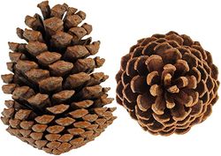 20 pine cones 3" to 4" high, perfect for DIY home decor needlework