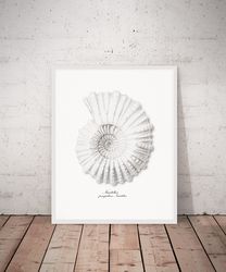 Seashell Wall Art, Vintage Sea Shell Nautilus Pompilius Print. Printable Wall Art. A4, 5x7, 8x10, 16x20 Digital download