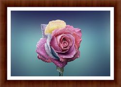 Beautiful Flower Art Print Digitally Printed & Framed Under Wooden Frame 40X30 Cm