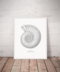 Vintage Sea Shell Print, Nautilus Pompilius Poster, Seashell art, Printable Wall Art. 5x7, 8x10, 16x20 Digital download