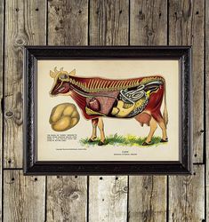 cow internal organs. vintage veterinary art print. biology gift. prints on canvas, birch plywood and handmade paper. 884