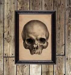 Human Skull. Reproduction in Medical style. Human anatomy print. Decoration for the office. Vintage wall decor. 670.