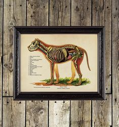 Dog Internal Organs. Medical print. Zoology home decor. Anatomy veterinary print. 882.