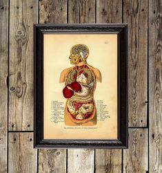 internal organs of the human body. vintage medical reproduction. the human body anatomical art print. 219.