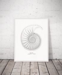 Vintage Sea Shell Print, Nautilus Pompilius Seashell art, Ammonite, Printable Wall Art 5x7, 8x10, 16x20 Digital download