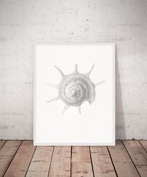 Vintage Sea Shell Print, Seashell poster, Seashell wall art, Wall Art Printable A4, 5x7, 8x10, 16x20 Digital download