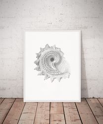 Vintage Sea Shell Print, Seashell wall art, Ammonite poster, Wall Art Printable A4, 5x7, 8x10, 16x20 Digital download