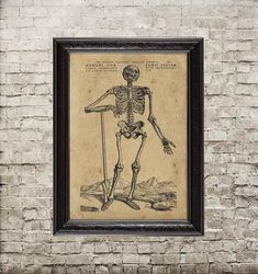 A skeleton from an old anatomical atlas. Vintage anatomy art print. 564 h.
