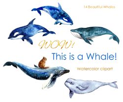 Watercolor Ocean illustartion. Watercolor Clipart. Cute whale postcard. Sea animals illustartions. Whale print
