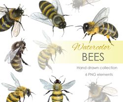 Watercolor bee postcard. Bee set Clipart. Watercolor postcard insect. Bee art illustration.  Bee art, little queen bee