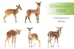 Watercolor deer Clipart. Woodland animal clipart. Watercolor deer Clipart. Woodland animal clipart.  Hand drawn cute png