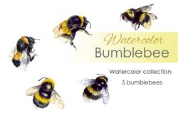 Bee clipart. Bumble bee. Watercolor Bumblebee clipart. Insects PNG. Bumble bee art, watercolor insects, little bee