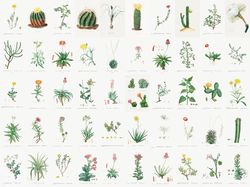 200 PCS  Vintage wall collage kit DIGITAL DOWNLOAD | Vintage Botanical Collage Kit, Photo Wall Collage Set 4x6