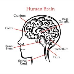 HUMAN BRAIN OUTLINE VIDEO Medical Education Animation Banner