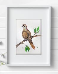 Mourning dove 8x11 inch original watercolor bird painting art home decor by Anne Gorywine