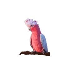 cute pink galah australian parrot bird stickers