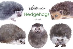 Watercolor cute hedgehog clipart Woodland Baby shower decor. Perfect graphic for any kids projects, wedding invitations