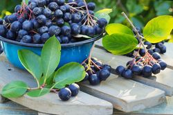 Dried Blackthorn Berries, 1000gr.(35.27oz)
