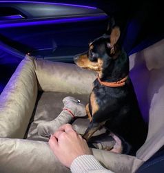 Car seat for dogs with a cover