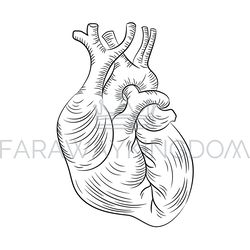 ANATOMIC HEART Structure Medicine Education Diagram Vector