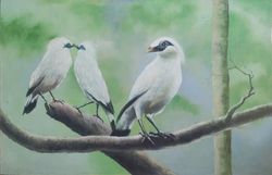 starling bird oil painting, jalak bird bali on the tree, original oil on canvas wall art