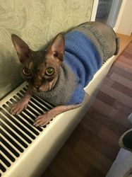 cat clothes,cat sweater,sphynx clothes,sphynx sweater,warm cat clothes,clothes for cat