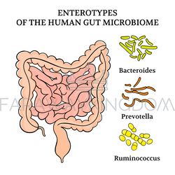 ENTEROTYPES OF THE HUMAN GUT MICROBIOME Medicine Illustration