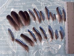 Natural bird feathers for dreamcatcher and collectible - Eurasian Jay\ Whole set
