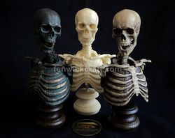 Skeleton Anatomy Bust made of plastic / Bust has movable Elements