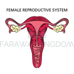 FEMALE REPRODUCTIVE SYSTEM Medicine Education Scheme Vector