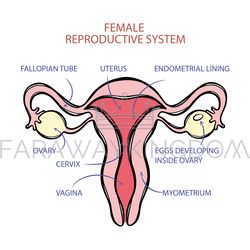 FEMALE REPRODUCTIVE SYSTEM SCHEME Medicine Education Vector