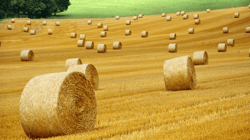 A field with straw bales Samsung Frame TV