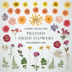 Pressed Dried Flowers and Plants Collection, Scanned Pressed Wildflowers Digital Illustration in PNG Format