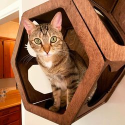 Cat Play Furniture, Wood Wall Cat Shelves, Cat Climbing Hexagon, Wood Hexagon Shelves, New Cat Owner Gift, Cat Hexagons