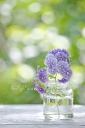Purple phlox digital, printable photo, flowers photography, still life picture download, minimalist decor