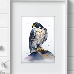 Peregrine Falcon original birds watercolor, bird painting bird watercolor art by Anne Gorywine