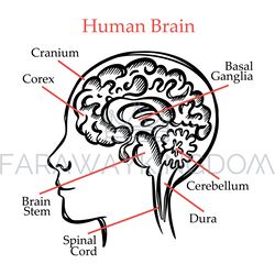 HUMAN BRAIN OUTLINE Medical School Monochrome Illustration