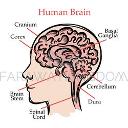 HUMAN BRAIN SCHEME Medical Education Vector Illustration