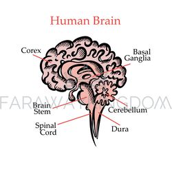 HUMAN BRAIN STRUCTURE Medical Education Vector Illustration