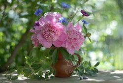 Pink peonies in a clay jug, flowers photo download, floral still life photography, peonies fine art, digital photo