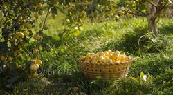 Basket of apples picture, fruit still life photography, yellow apples printable photo, nature digital photography