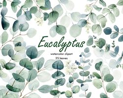 Watercolor eucalyptus clipart, floral png.