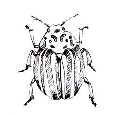 Insect, Colorado beetle, black and white graphics, illustration, print, poster, wall painting