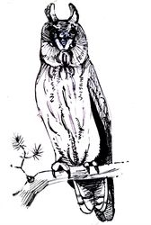 Bird, owl , on a tree branch, black and white, graphics, illustration, print, poster, wall painting, download, painting