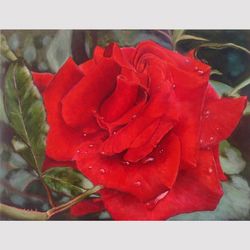 Original handmade acrylic painting Scarlet rose close up Painting with a flower Wall Art  Painting Living room