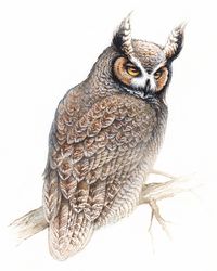 Great horned owl watercolor print, owl watercolor painting,  owl art print